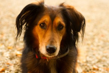 Güzel bir safkan köpeğin portresi.