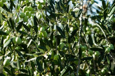 Bahçede yeşil zeytin