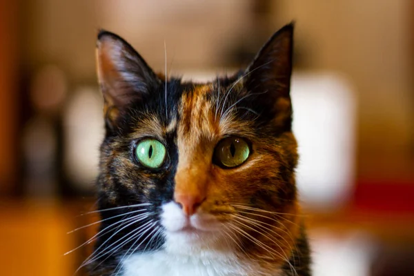 Close Portrait Cat — Stock Photo, Image