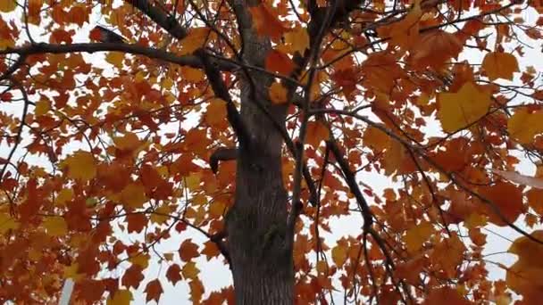 秋に撮影された赤と黄色の葉を持つ木の自然なビデオ 下から上に取られました — ストック動画
