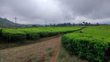 Malabar çay çiftliği, Malabar çay çiftliği Pangalengan bölgesinde, Batı Java, Endonezya