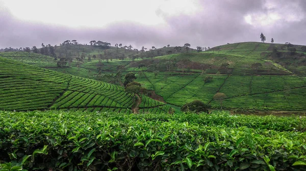 Malabar Plantage Malabar Plantage Ligger Pangalengan Område West Java Indonesien — Stockfoto