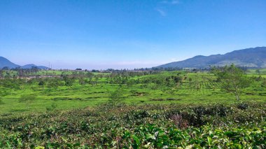 Malabar çay çiftliği, Malabar çay çiftliği Pangalengan bölgesinde, Batı Java, Endonezya