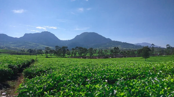 Perkebunan Teh Malabar Perkebunan Teh Malabar Yang Terletak Daerah Pangalengan — Stok Foto