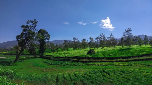 Plantación Malabar Plantación Malabar Ubicada Área Pangalengan Java Occidental Indonesia — Foto de Stock