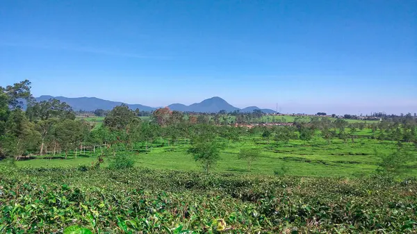 Perkebunan Teh Malabar Perkebunan Teh Malabar Yang Terletak Daerah Pangalengan — Stok Foto