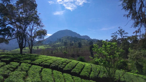Malabar tea plantation, Malabar tea plantation located in Pangalengan area, West Java, Indonesia