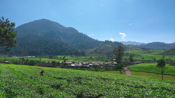 Plantação Chá Malabar Plantação Chá Malabar Localizada Área Pangalengan Java — Fotografia de Stock