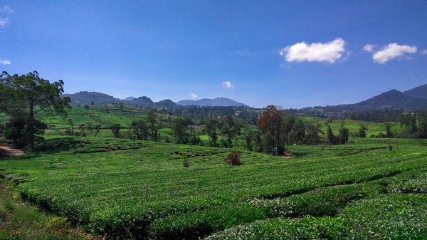 Plantacja Herbaty Malabarskiej Plantacja Herbaty Malabarskiej Obszarze Pangalengan Jawa Zachodnia — Zdjęcie stockowe