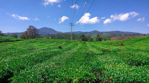 Perkebunan Teh Malabar Perkebunan Teh Malabar Yang Terletak Daerah Pangalengan — Stok Foto