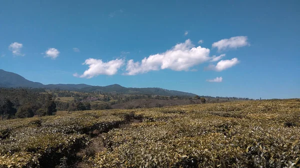 Malabar Teeplantage Malabar Teeplantage Pangalengan Westjava Indonesien — Stockfoto