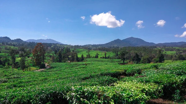 Malabar tea plantation, Malabar tea plantation located in Pangalengan area, West Java, Indonesia