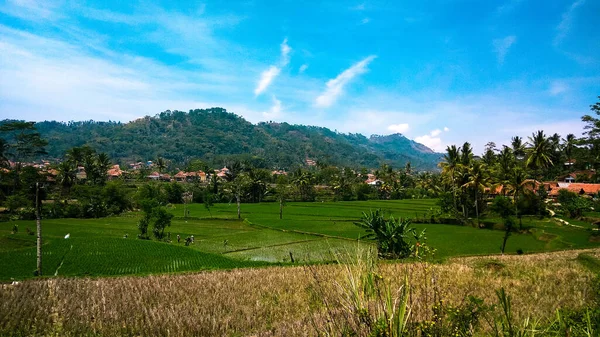 인도네시아의 코르에 아름다운 — 스톡 사진