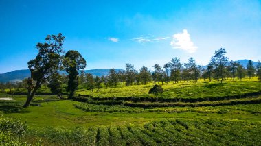 Malabar çay çiftliği, Malabar çay çiftliği Pangalengan bölgesinde, Batı Java, Endonezya