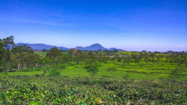 Malabar çay çiftliği, Malabar çay çiftliği Pangalengan bölgesinde, Batı Java, Endonezya
