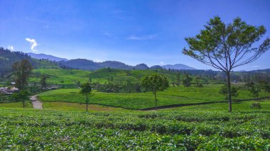 Malabar çay çiftliği, Malabar çay çiftliği Pangalengan bölgesinde, Batı Java, Endonezya
