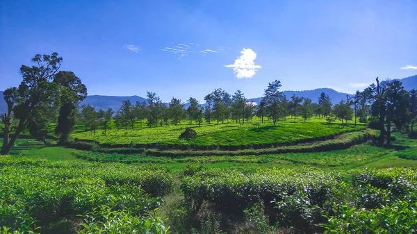 Malabar Plantage Malabar Plantage Ligger Pangalengan Område West Java Indonesien — Stockfoto