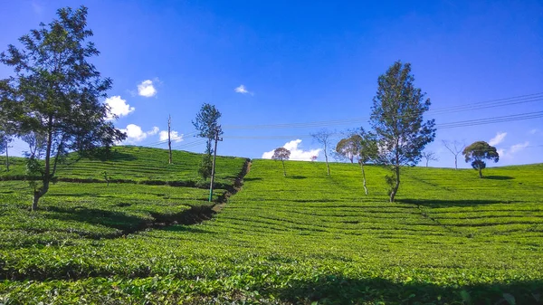 Plantação Chá Malabar Plantação Chá Malabar Localizada Área Pangalengan Java — Fotografia de Stock