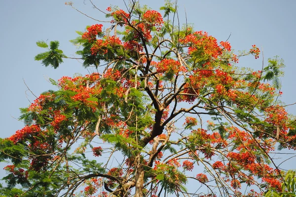 Flores na árvore — Fotografia de Stock