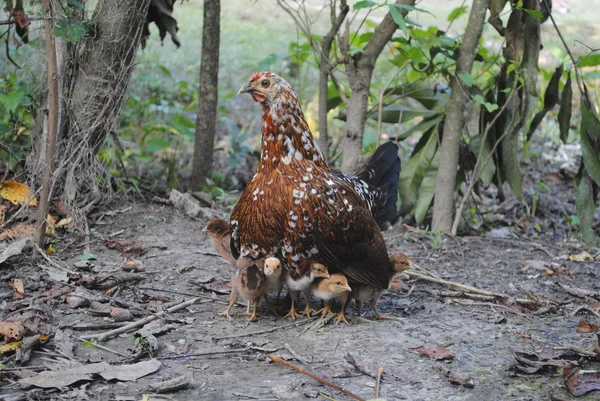 Brown hen and chick