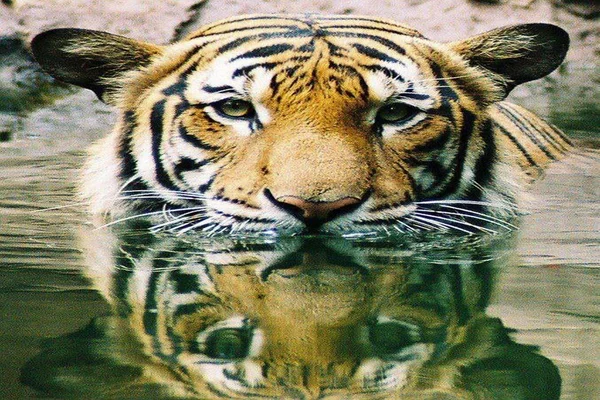 Royal Bengal Tiger in water — Stock Photo, Image