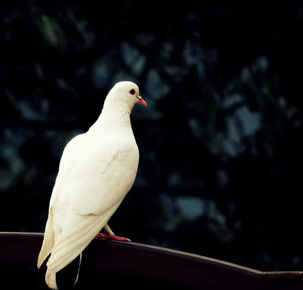 Aterragem de aves no rolamento — Fotografia de Stock