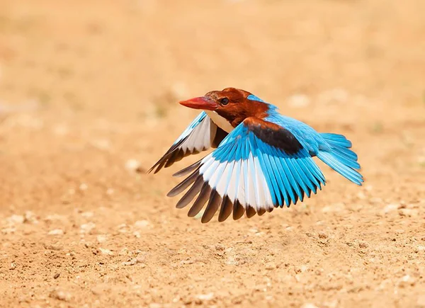 Branco garganta kingfisher — Fotografia de Stock