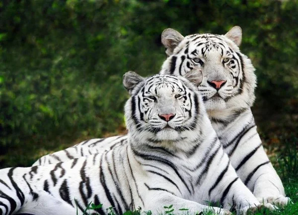 Splendido (Tigri ) Fotografia Stock