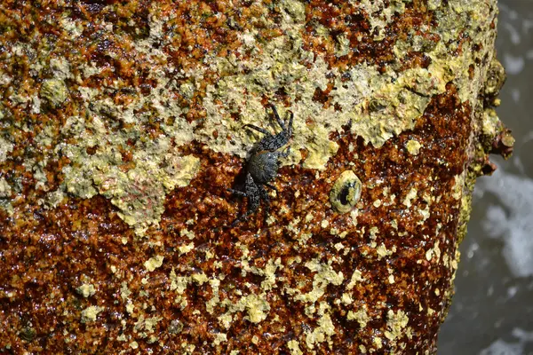 Crab on the rock — Stock Photo, Image