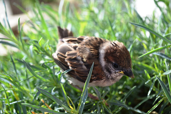 A baby sparrow