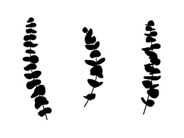 Okaliptüs yapraklarının silueti ve düz vektör tarzında dallar. Gümüş dolar okaliptüs ağacı yaprakları, doğal tohumlar, gunni.