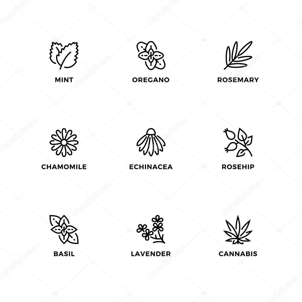 Vector set of design elements, logo design template, icons and badges for nature herbs. Line icon set, editable stroke.