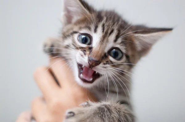 Very Cute Tabby Kitten Meows — Stock Photo, Image