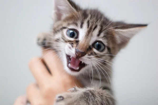 Muito Bonito Tabby Gatinho Meows — Fotografia de Stock