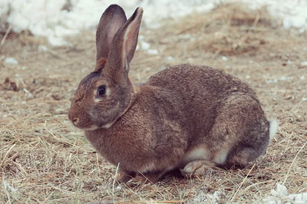 Bunny sitter på hö — Stockfoto