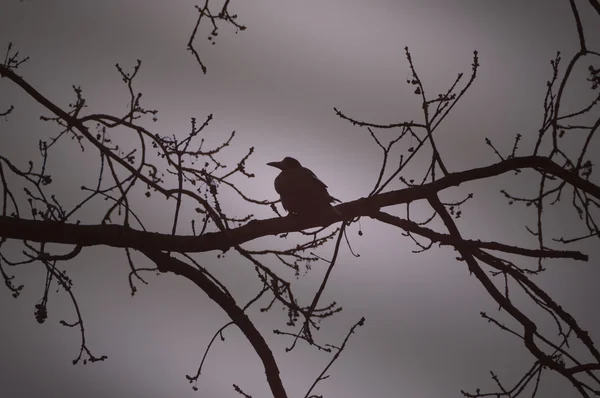 Cuervo en una rama por la noche — Foto de Stock