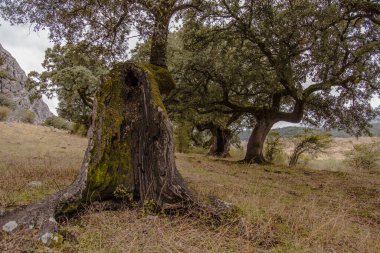 Gökyüzünün önündeki bir ağacın dalları