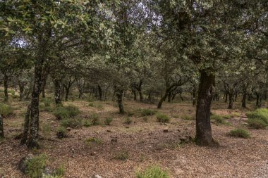 Sonbaharda ormandaki bazı ağaçlar