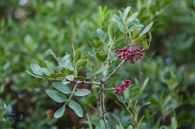 Ormandaki dallarda kırmızı tohumlar