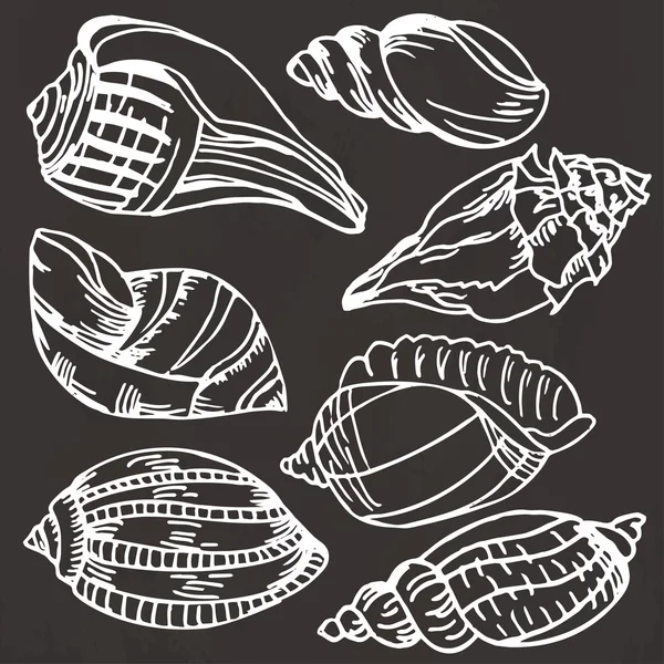 Colección de conchas marinas. Conjunto vectorial de iconos dibujados a mano aislados sobre un fondo negro — Vector de stock