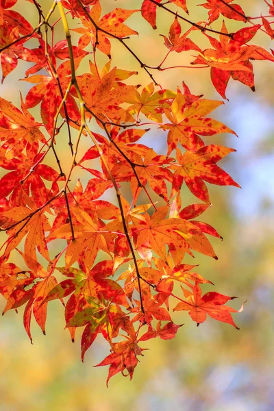 Akçaağaç yaprakları renklerini değiştirme