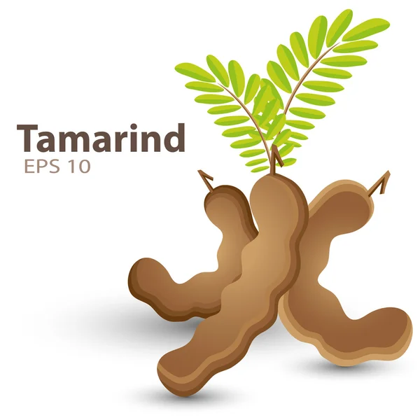 Tamarinden — Stockvektor