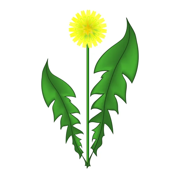 İzole Karahindiba çiçeği