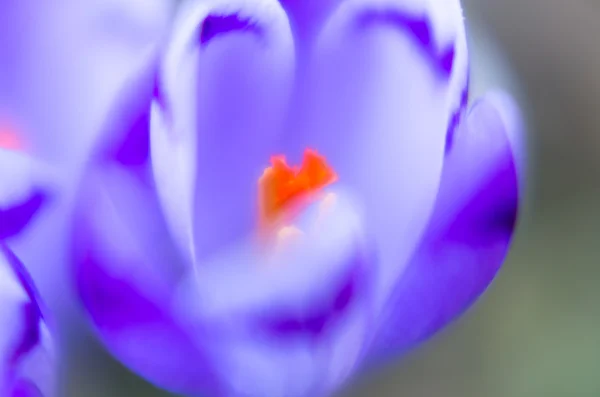 Flor de azafrán con dof poco profundo del campo en primavera . — Foto de Stock