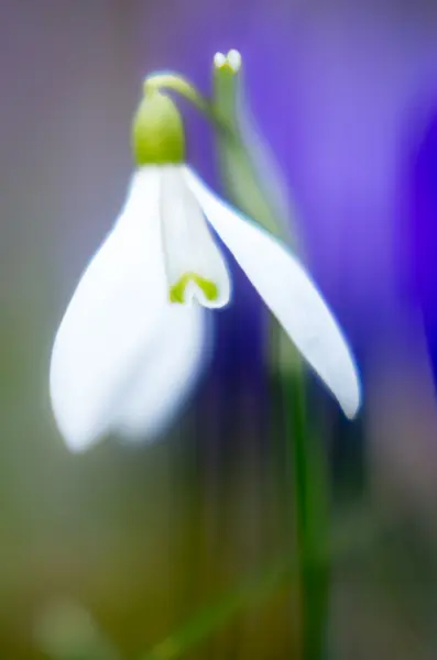 Snowdrop and Crocus flower with shallow dof of field in springti — Stock Photo, Image