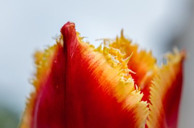 Lale çiçek bahar. Güzel Lale buketi. 