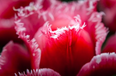 Lale çiçek bahar. Güzel Lale buketi. 