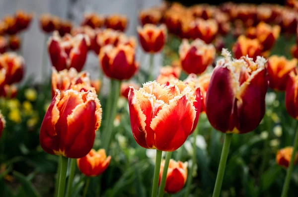 Tulipas flores na primavera. Belo buquê de tulipas . — Fotografia de Stock