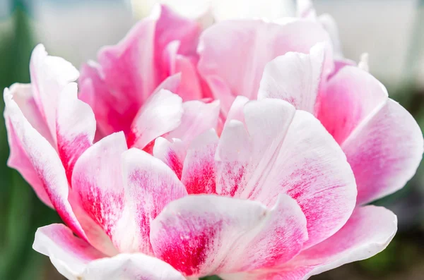 Tulipas flores na primavera. Belo buquê de tulipas . — Fotografia de Stock