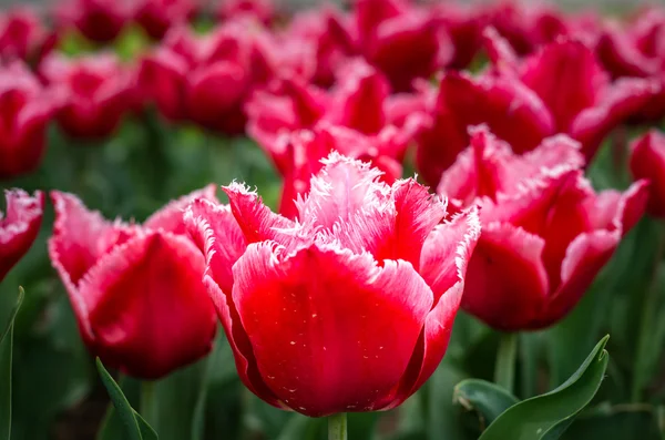 Весной цветы тюльпанов. Прекрасный букет тюльпанов . — стоковое фото